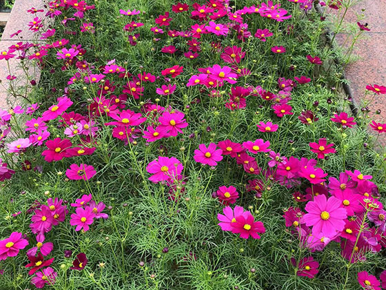 镇江永生花墙-设计公司植物摆设